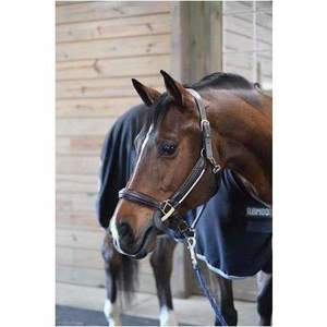 Thinline Saddle Pads: Thinline Busy Buddy
