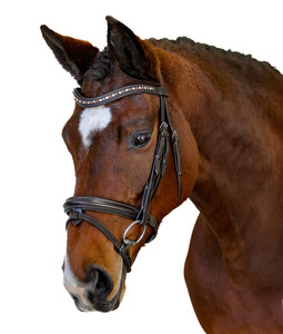 Flexible Fit Premium Conquest Snaffle Bridle