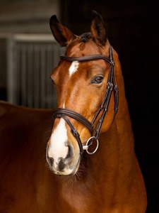 Bridles: LeMieux Arika Flash Bridle
