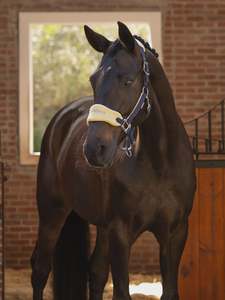 LeMieux Vogue Headcollar & Leadrope - Spring 25