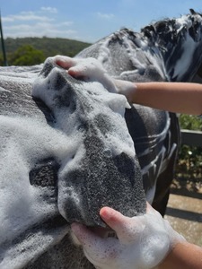 Hairy Pony: Hairy Pony Compressed Scrubbing Sponge
