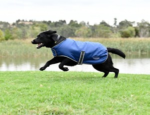 Dog Feed: Weatherbeeta ComFiTec Windbreaker Free Dog Coat Dark Blue/Grey/White