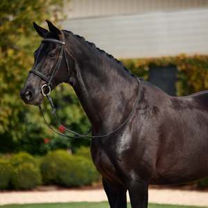 Dublin: Dublin Padded Cavesson Bridle