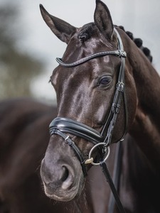 Bridles: LeMieux Classic Dressage Bridle