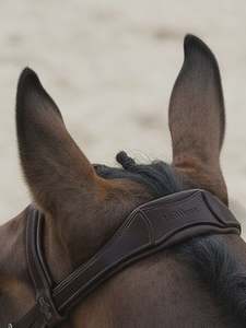 Lemieux: LeMieux Arika Anatomic Flash Bridle
