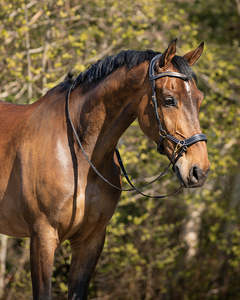 New Tack: QHP Bitless Bridle Anatomical