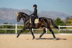 LeMieux Essence Dressage Square Saddle Pad - AW26