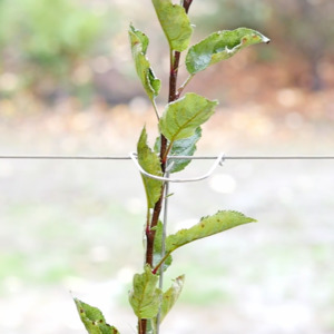 Our: Tree Guide