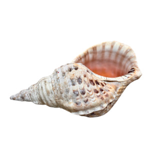 Curios And Collectibles: Shell