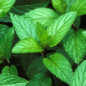 Products: Peppermint - 10ml House Of Oils