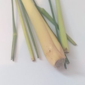 Products: Lemongrass - 10ml House Of Oils