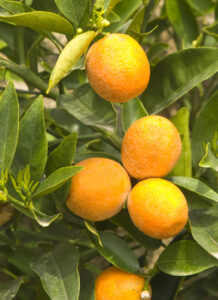 Bergamot - 10ml House Of Oils