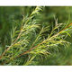 Tea Tree - 10ml House Of Oils