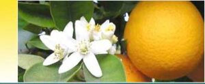 Neroli Petals - 10ml House Of Oils