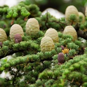 Cedarwood - 10ml House Of Oils