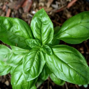 Basil - 10ml House Of Oils