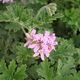 Geranium - 10ml House Of Oils
