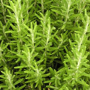 Rosemary - 10ml House Of Oils