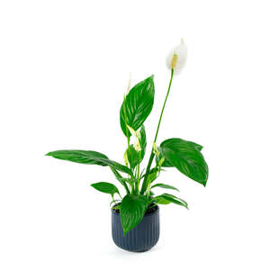 Plants: Spathiphyllum Catalina