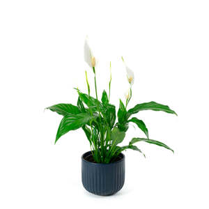Plants: Spathiphyllum Mario