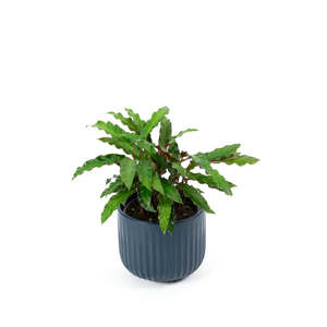 Plants: Calathea Elgegrass