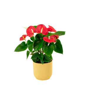 Plants: Anthurium Fancy Fever