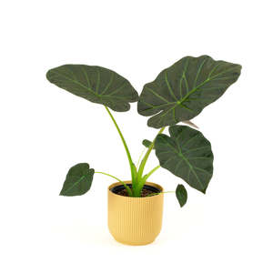 Alocasia Regal Shield