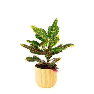 Plants: Croton Excellent