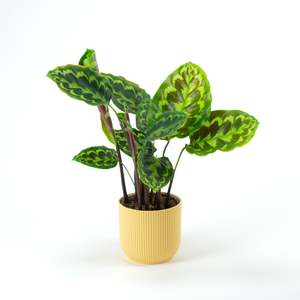 Calathea Veitchiana Malachite