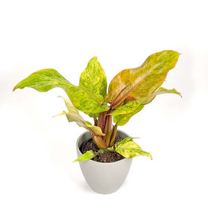 Philodendron Orange Marmalade 14cm