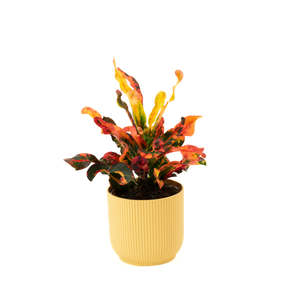 Plants: Croton Mammy