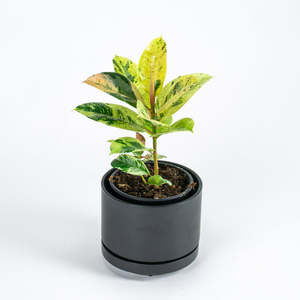 Plants: Ficus Shivereana