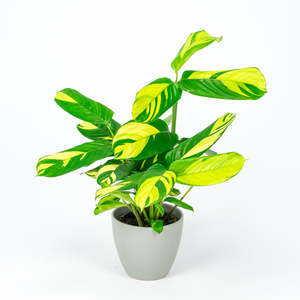 Ctenanthe Golden Mosaic