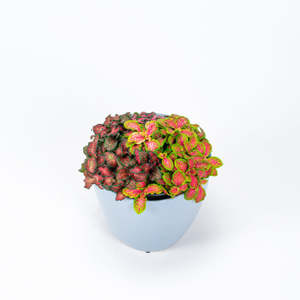 Plants: Fittonia Mixed