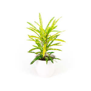 Plants: Croton Golden Star