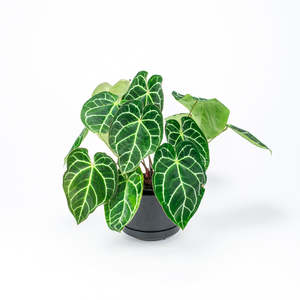 Plants: Anthurium Crystallinum 17cm