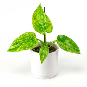 Plants: Philodendron Giganteum Blizzard