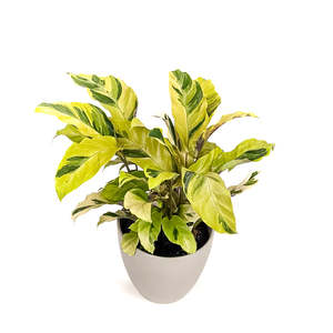 Calatheas: Calathea Yellow Fusion