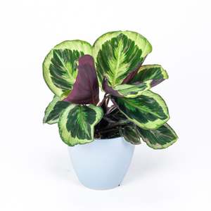 Calathea Shinestar