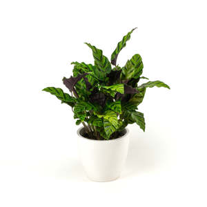 Calatheas: Calathea Greenstar 17cm