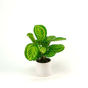 Calatheas: Calathea Peacock 14cm