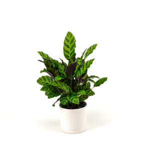 Calatheas: Calathea Greenstar 14cm