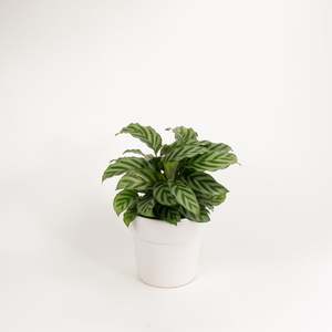 Calatheas: Calathea Freddy