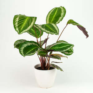 Calatheas: Calathea Cobra Pink