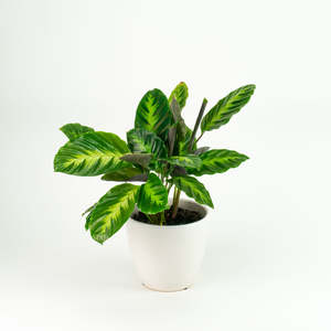 Calathea Misto