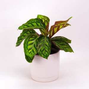 Calatheas: Calathea Flamestar