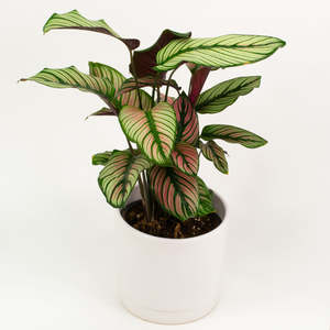 Calatheas: Calathea Ornata Whitestar