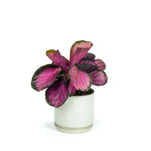 Calatheas: Calathea Rose