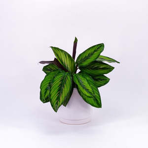 Calathea Beauty Star