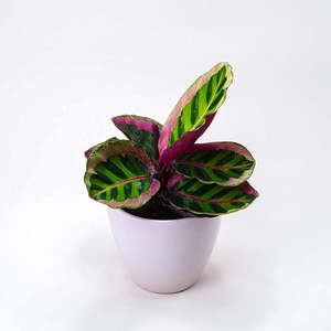 Calathea Angela